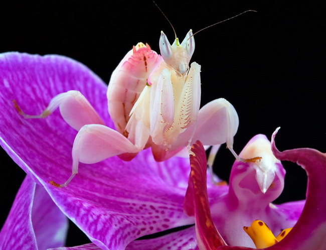 “Đóa hoa” đó chính là một loài bọ ngựa kỳ lạ có tên là bọ ngựa phong lan, tên khoa học là Hymenopus coronatus.